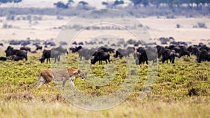 Lion Hunting With Wildebeest in Background