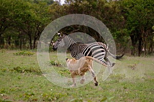 Lion hunting Zebra