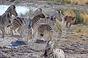 Lion hunting zebras