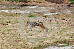 Lion hunts a Zebra