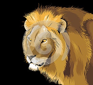 Lion illustration creative vector drawing