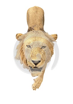 Lion isolated walking forward and approaching fast at the taxidermy.