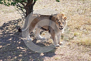 Lion IV