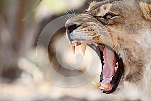 Lion Jaws - Okavango Delta - Moremi N.P. photo