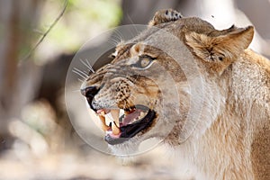 Lion Jaws - Okavango Delta - Moremi N.P.