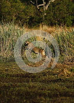 Lion jumping over a waterway, they do not like to get wet