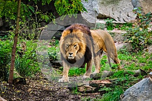 Lion in jungle forest in nature