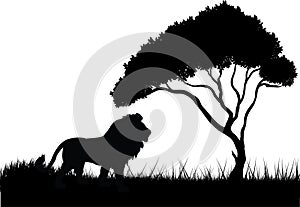 Lion in the jungle silhouette