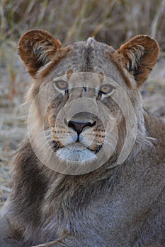 Lion in Kalahari desert in Botswana, colored