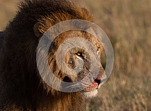 A Lion in Kenya, Africa