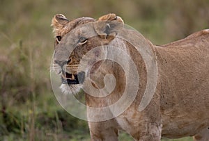 A Lion in Kenya, Africa