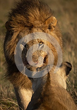 A Lion in Kenya, Africa