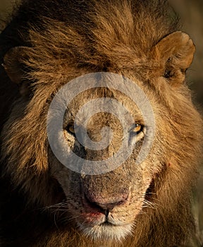A Lion in Kenya, Africa