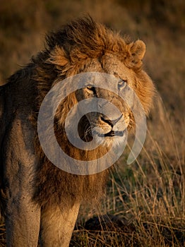 A Lion in Kenya, Africa