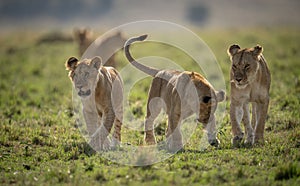 A Lion in Kenya, Africa