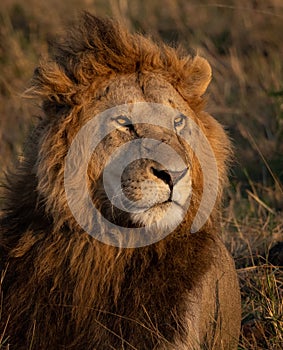 A Lion in Kenya, Africa