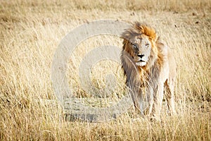 Lion in Kenya Africa With Copy Space