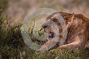 Lion in Kenya, savanna. Big lioness, lion mom on a meadow, wildlife on safari, masai mara. Spectacular big cat