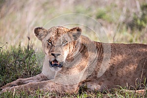 Lion in Kenya, savanna. Big lioness, lion mom on a meadow, wildlife on safari, masai mara. Spectacular big cat