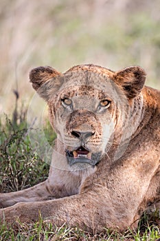 Lion in Kenya, savanna. Big lioness, lion mom on a meadow, wildlife on safari, masai mara. Spectacular big cat