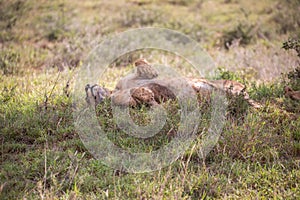 Lion in Kenya, savanna. Big lioness, lion mom on a meadow, wildlife on safari, masai mara. Spectacular big cat