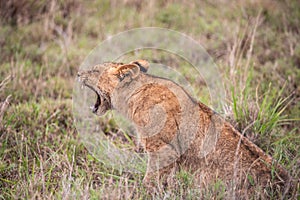 Lion in Kenya, savanna. Big lioness, lion mom on a meadow, wildlife on safari, masai mara. Spectacular big cat