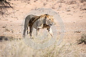 Lion at kgalagadi national park