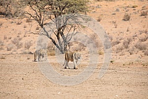 Lion at kgalagadi national park, south africa