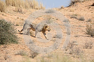 Lion at kgalagadi national park, south africa