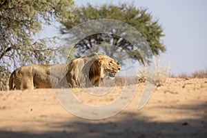 Lion at kgalagadi national park, south africa
