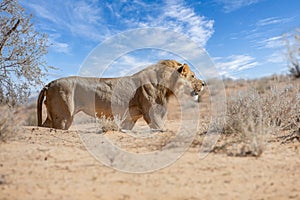 Lion at kgalagadi national park, south africa