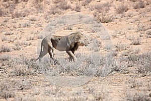 Lion at kgalagadi national park, south africa