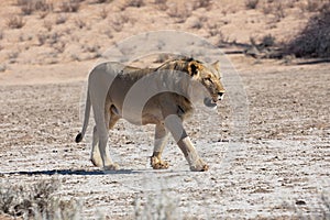 lion at kgalagadi transfrontier park