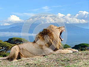 Lion on Kilimanjaro mount background in National park of Kenya