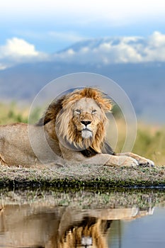 Lion on Kilimanjaro mount background in National park of Kenya, Africa