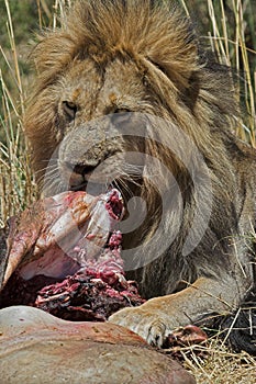 Lion at Kill photo