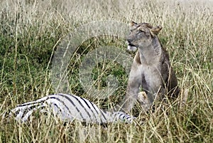 Lion Kill photo