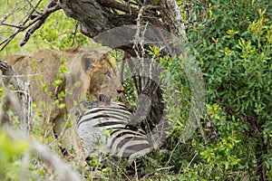 Lion on a kill South Africa