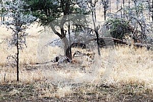 Lion killed a zebra