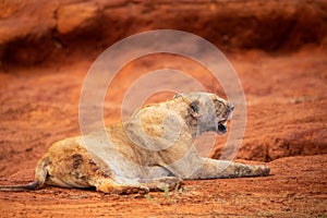 Lion kills water buffalo in Kenya, Africa. A lion's breakfast. Great pictures from a safari in Tsavo National Park