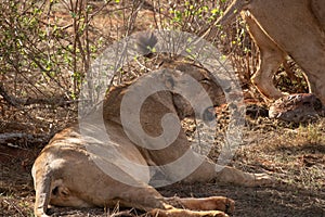 Lion kills water buffalo in Kenya, Africa. A lion's breakfast, safari in Tsavo National Park