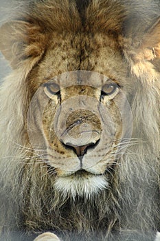 Lion king photo