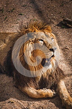 Lion, the king of the African savannah