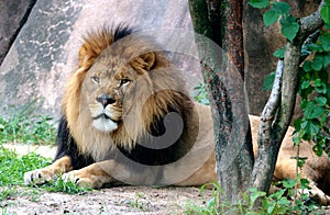 Lion King of Beast at the Memphis Zoo