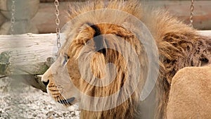 The lion is the king of beasts in captivity in a zoo behind bars