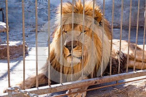 The lion is the king of beasts in captivity in a zoo behind bars. Power and aggression in the cage.