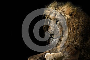 Lion king isolated , Portrait Wildlife animal