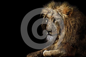 Lion king isolated , Portrait Wildlife animal