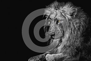 Lion king isolated , Portrait Wildlife animal , black white