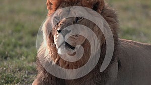 Lion king of the jungle - Collage 1 - lying and relaxing in the grass of the African savannah